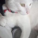 Foto del gato perdido en Le Pin En Mauges