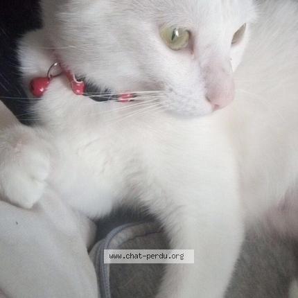 Foto 1/1 Marie Chat perdido en Le pin en mauges