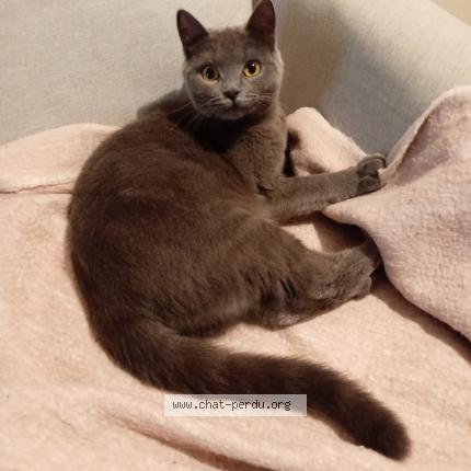 Foto 1/1 Yalla Chat perdido en Vichy