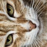 Foto del gato perdido en Sablons