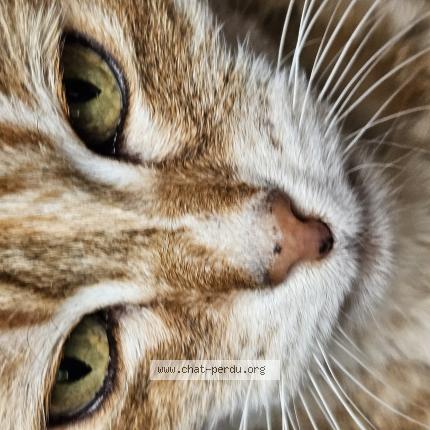 Foto 1/1 CHANCE Chat perdido en Sablons