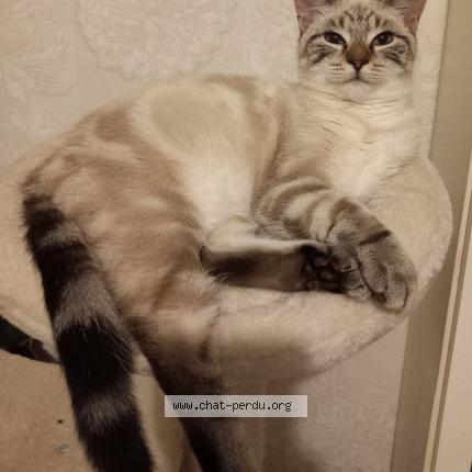 Foto 1/1 Youmi Chat perdido en Neuville les dieppe