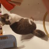 Foto del gato perdido en Marche En Famenne