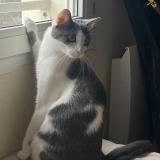 Foto del gato perdido en Saint Apollinaire