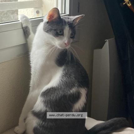 Foto 1/1 Tsuki Chat perdido en Saint apollinaire