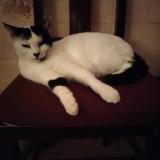 Foto del gato perdido en Tours