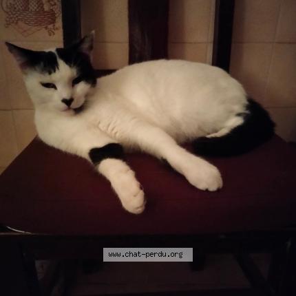 Foto 1/1 Lili Chat perdido en Tours