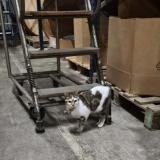 Foto de gato encontrado en Gellainville