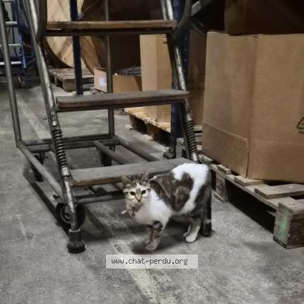 Foto 1/1 Gato encontrado Encontrado en Gellainville