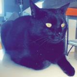 Foto del gato perdido en Craon