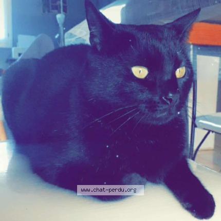 Foto 1/1 Mimi Chat perdido en Craon