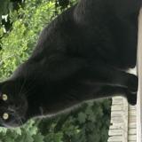 Foto del gato perdido en Cape May Court House