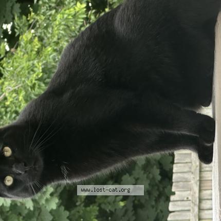 Foto 1/1 George Chat perdido en Cape may court house