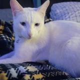 Foto del gato perdido en Fresno