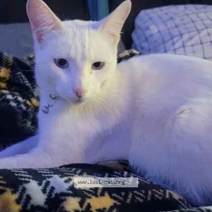 Foto 2/2 Gary Chat perdido en Fresno