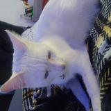 Foto del gato perdido en Fresno