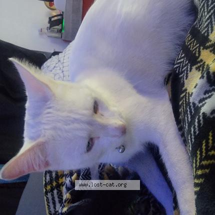 Foto 1/1 Gary Chat perdido en Fresno