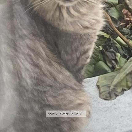 Foto 1/1 TOKYO Chat perdido en Pontoise