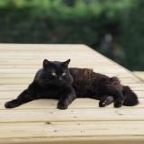 Foto del gato perdido en La Fouillouse