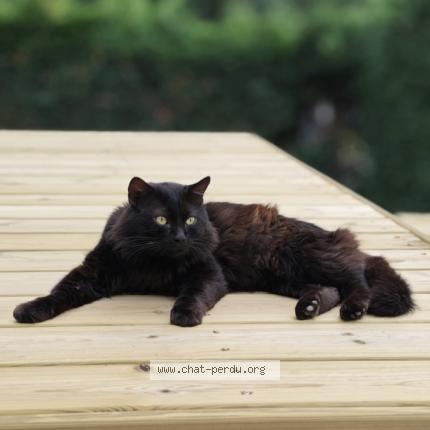 Foto 1/1 Snow Chat perdido en La fouillouse