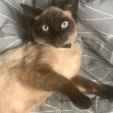 Foto del gato perdido en Wattrelos