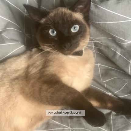 Foto 1/1 Fifille Chat perdido en Wattrelos