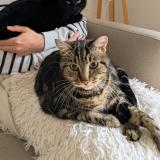 Foto del gato perdido en Limoges