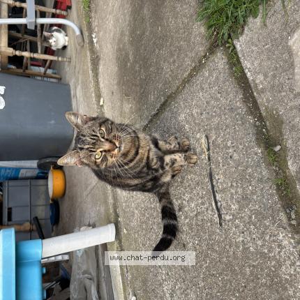 Foto 1/1 Gato encontrado Encontrado en Muret