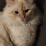 Foto del gato perdido en Lyon 08