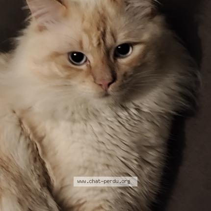 Foto 1/1 Symba Chat perdido en Lyon 08