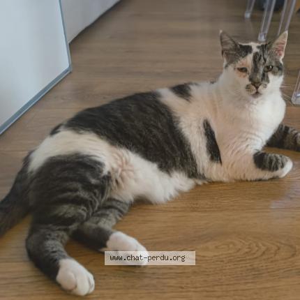 Foto 1/1 Mochi Chat perdido en Castelmaurou