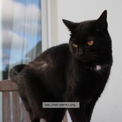 Foto 1/1 Scarlett Chat perdido en Ploneour lanvern