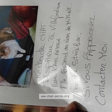 Foto 1/1 Mimine Chat perdido en Villefontaine