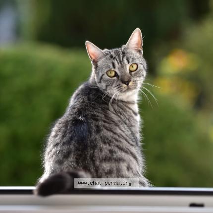 Foto 1/5 Macha Chat perdido en Neuville la mare