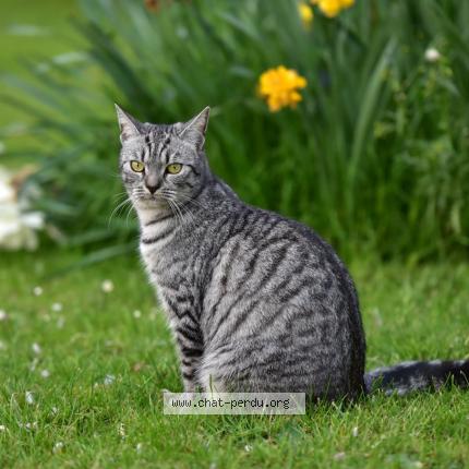 Foto 2/5 Macha Chat perdido en Neuville la mare