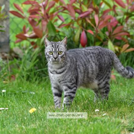 Foto 3/5 Macha Chat perdido en Neuville la mare