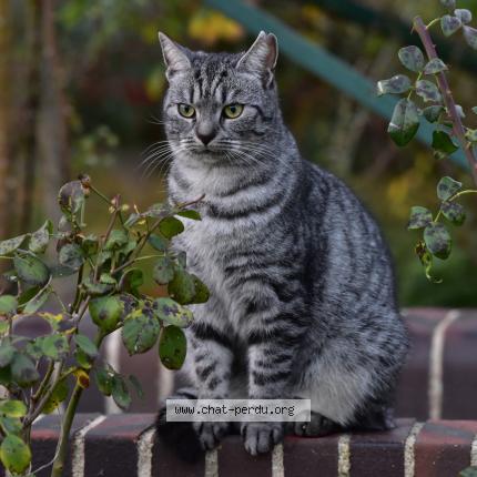Foto 4/5 Macha Chat perdido en Neuville la mare