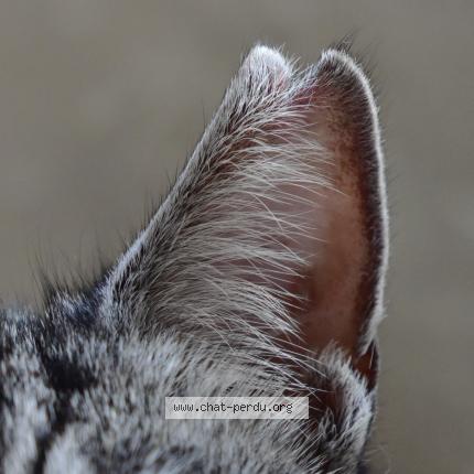 Foto 5/5 Macha Chat perdido en Neuville la mare