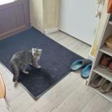 Foto del gato perdido en Villard Bonnot