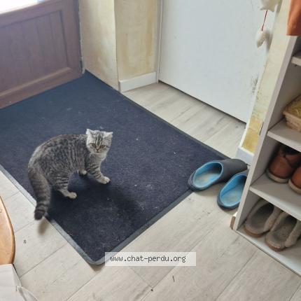 Foto 1/2 Plumita Chat perdido en Villard bonnot