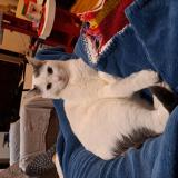 Foto del gato perdido en Mulhouse