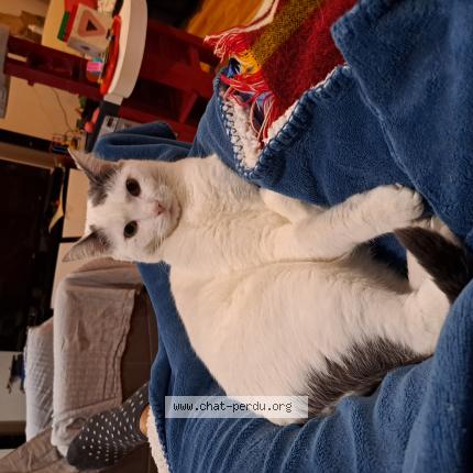 Foto 1/1 Mila Chat perdido en Mulhouse