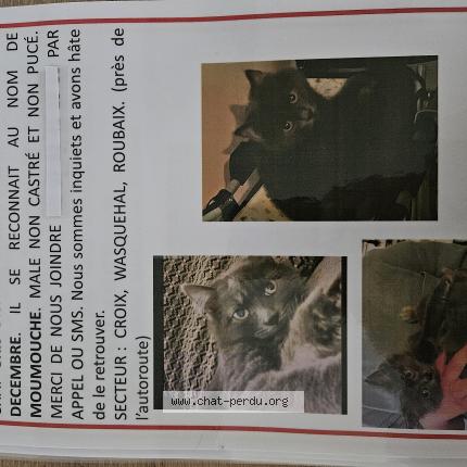 Foto 1/1 Moumouche Chat perdido en Croix
