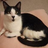 Foto del gato perdido en Penicuik