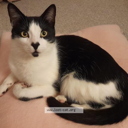 Foto 1/1 Monty Chat perdido en Penicuik