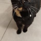 Foto de gato encontrado en Angers