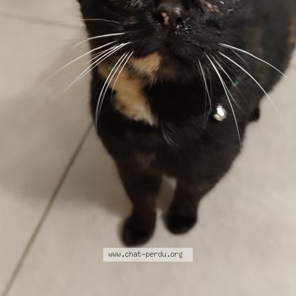 Foto 1/1 Gato encontrado Encontrado en Angers