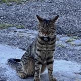 Foto del gato perdido en Le Cret Du Locle