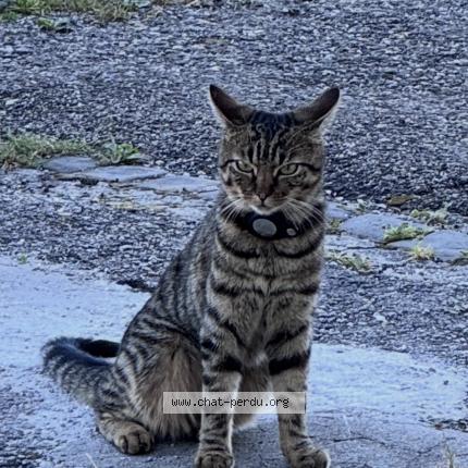 Foto 1/1 Milo Chat perdido en Le cret du locle