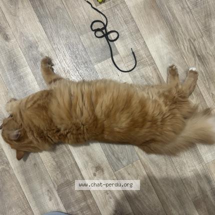 Foto 1/1 Gato encontrado Encontrado en Tours